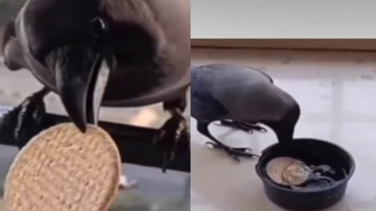 viral crow dips biscuit into water before eating video goes viral on internet