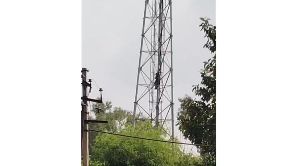 Woman climbs mobile tower in Ambala City after dispute with husband.