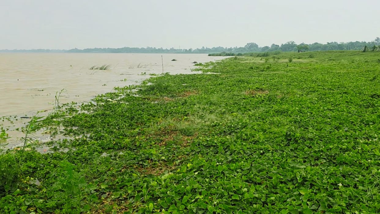 Hard work submerged Ganges flood bighas of vegetable crops ruined across 11 villages in Chandauli
