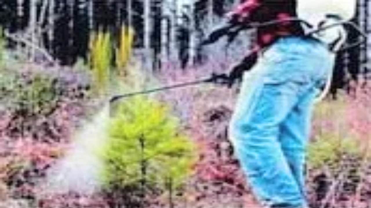 खतरनाक रसायन डाल हो रही मटर की अवैध खेती(सांकेतिक)।