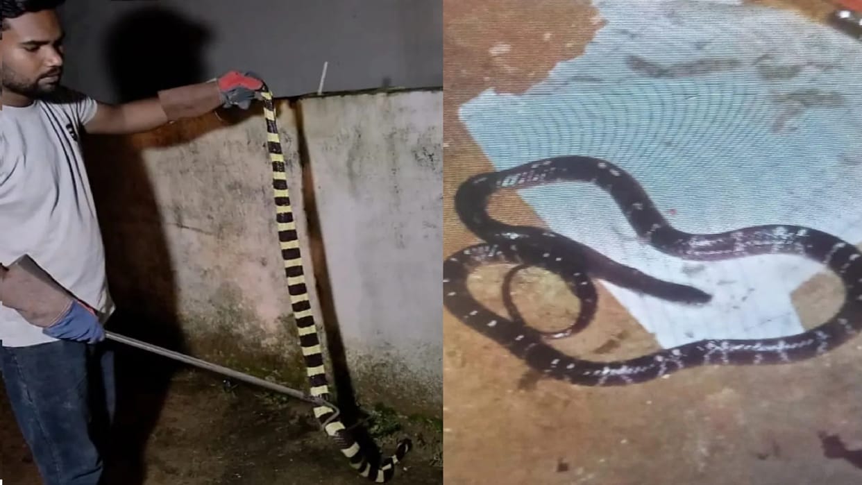 Panic ensues after a 5.8-foot-long Ahiraj snake is found in a house. Snakebite cases are on the rise in Bilasp