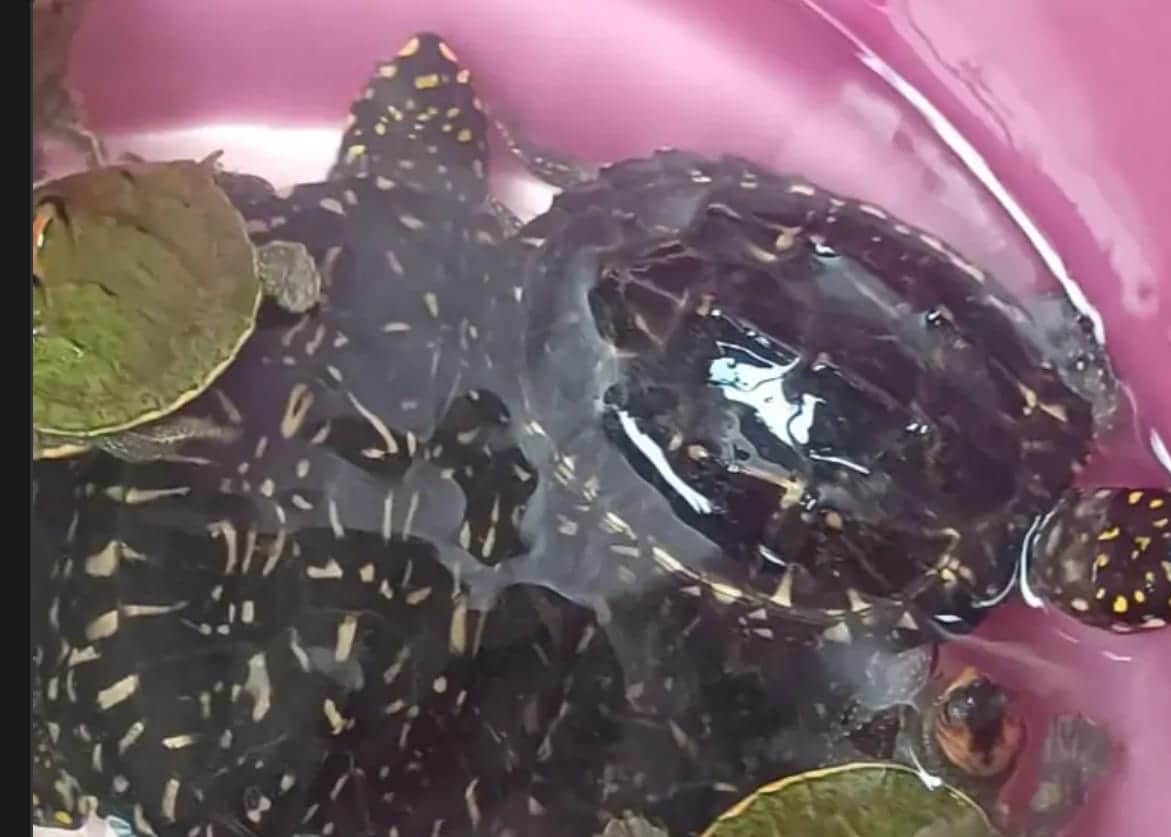 Indore News: Turtle smuggling in Indore; two youths arrested after officers posed as customers.