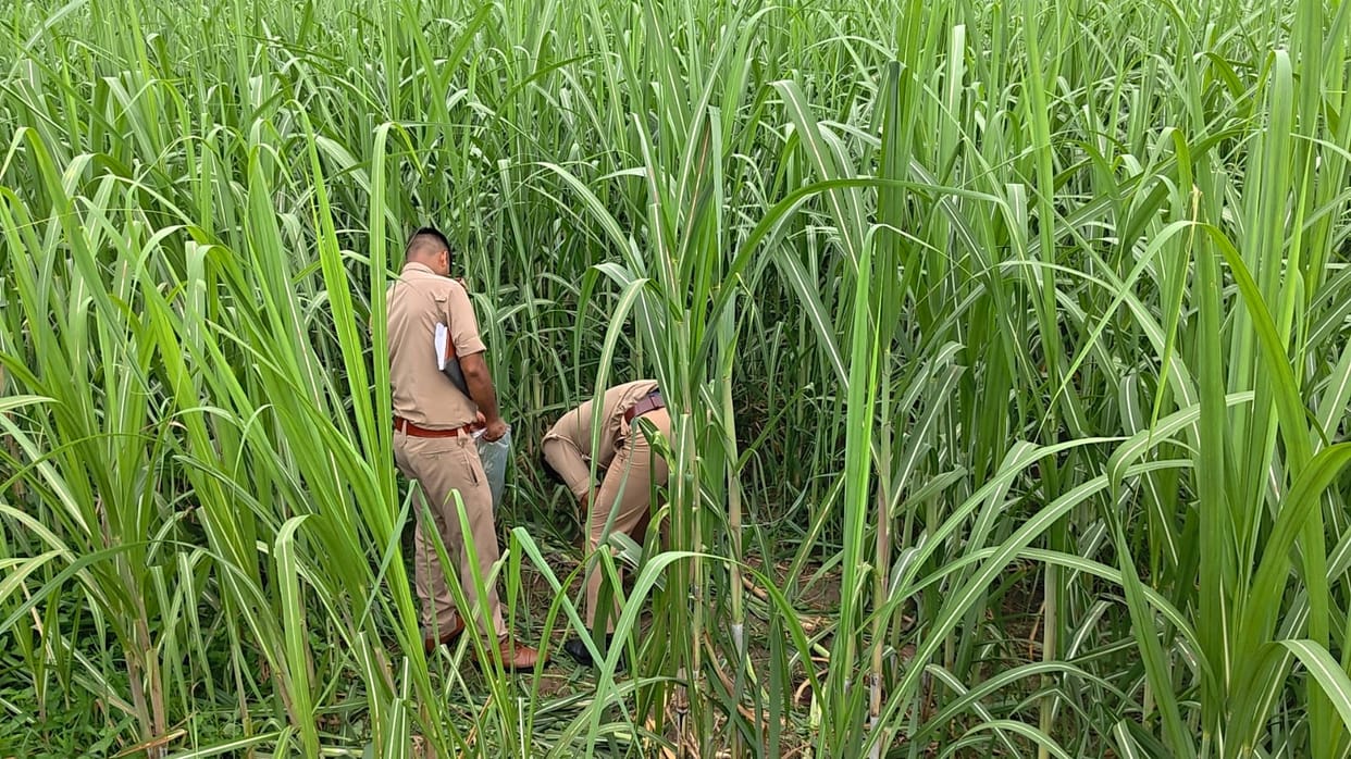 Meerut: Woman’s Body Found in Sugarcane Field, Murder Suspected in Sardhana