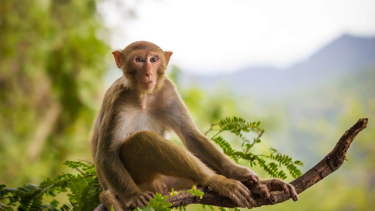Ayodhya monkey runs away after snatching 42105 rs from woman police used banana to recover money viral video