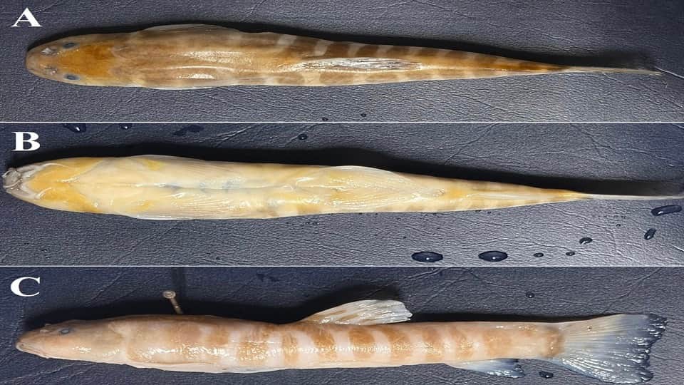 Bhimtal scientists discovered a new species of fish Muschura culsiaginis