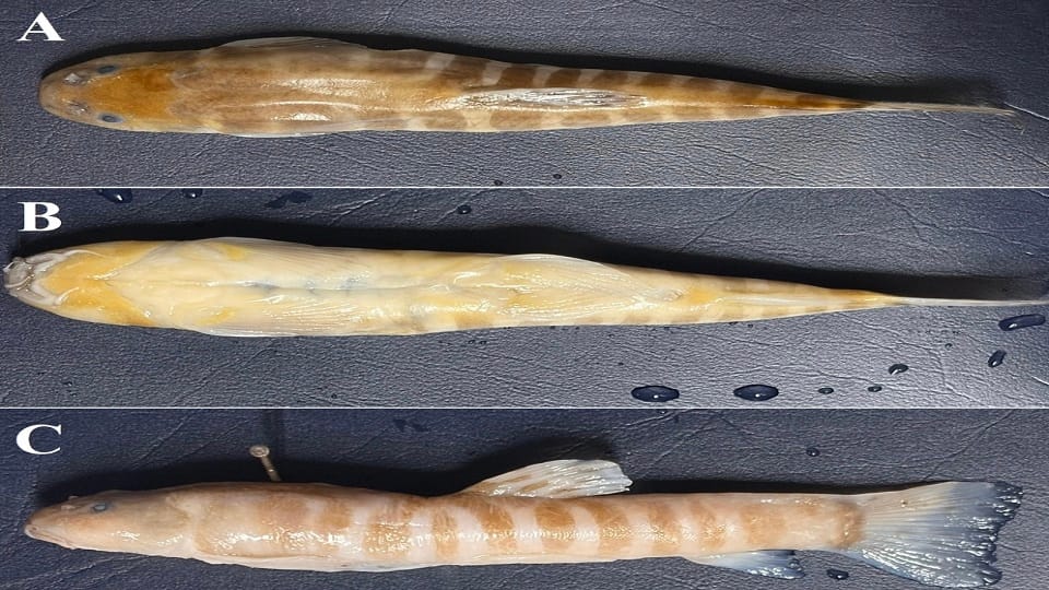 मुस्चुरा कल्सिएजिंसज मछली।