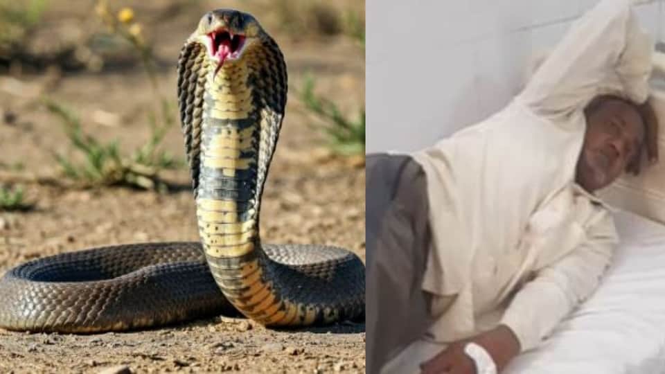 Snake Bites Farmer in Agra Field; He Kills It and Takes It to Hospital for Identification