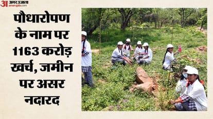 पौधारोपण में धांधली