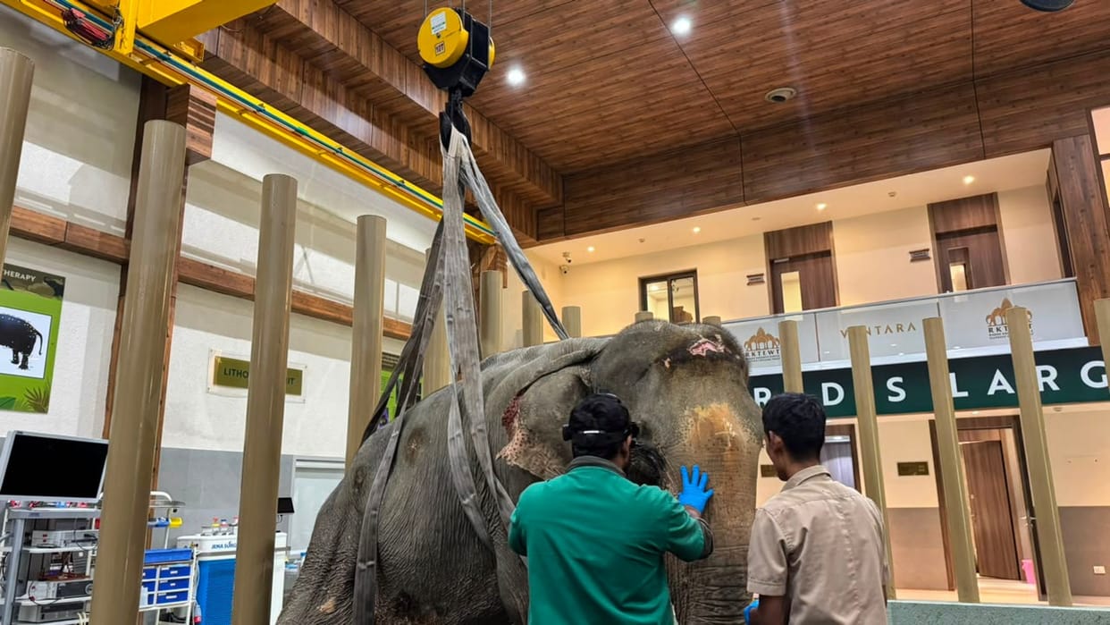 India's First Wildlife Airlift: Flood-Rescued Elephant 'Joymoti' Flown to Vantara