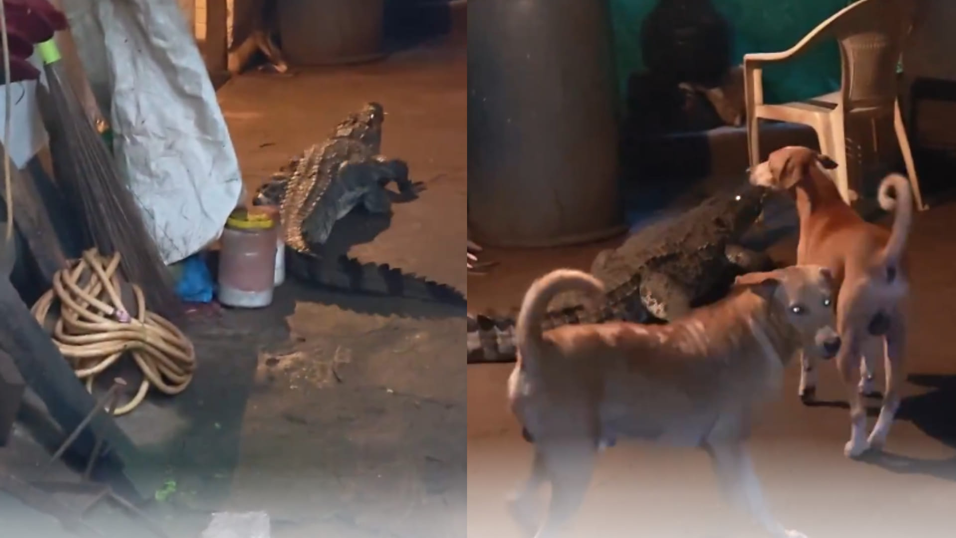 Goa crocodile suddenly enters house and roaming among dogs viral video