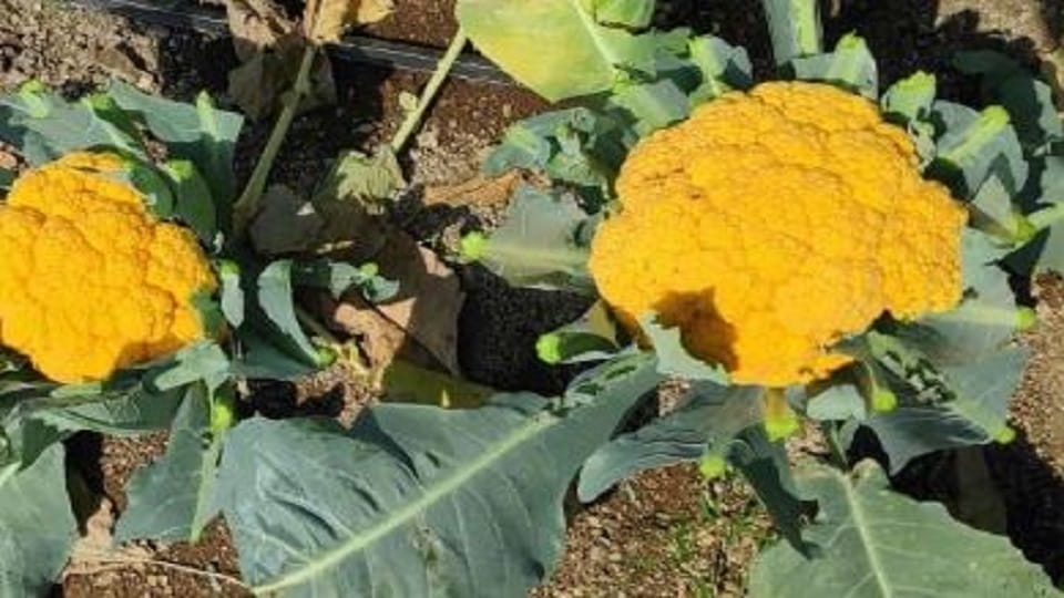 Yellow cabbage will be grown in Bageshwar