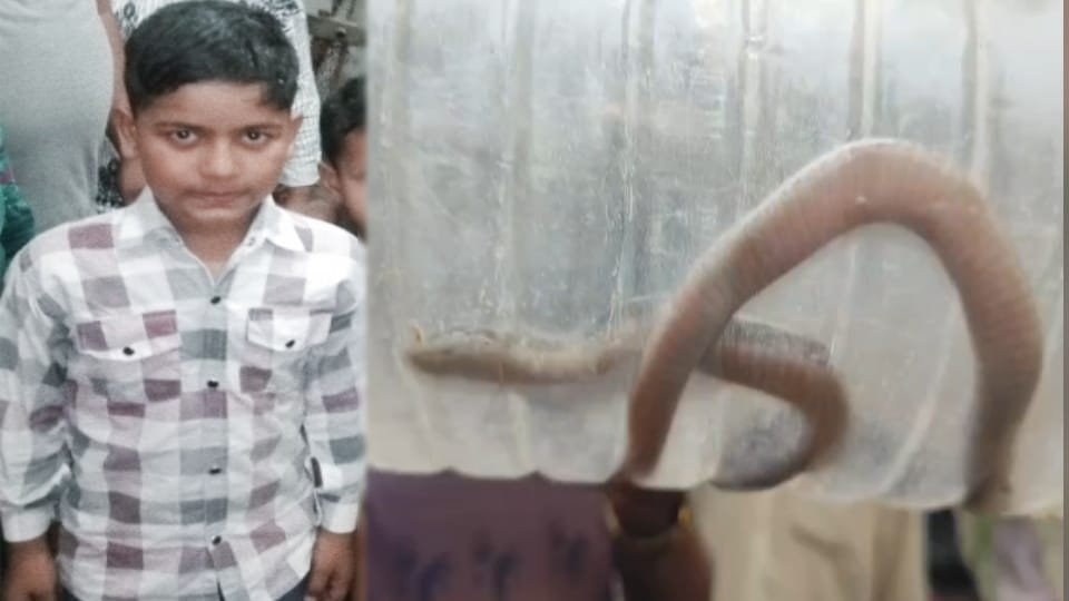 Meerut: 10-Year-Old Boy Dies After Common Krait Bite, Family First Turns to Faith Healers