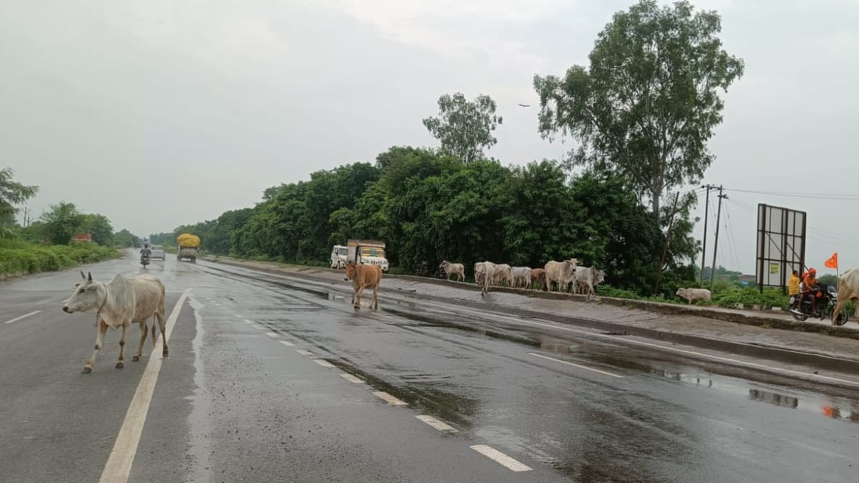 Scooter collides with cattle Home Guard killed in Shahjahanpur