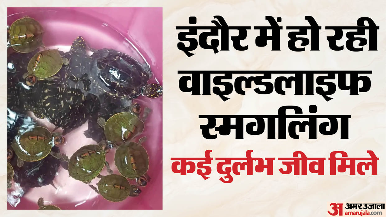 indore-news-30-turtles-seized-two-arrested-wildlife-smuggling-racket-busted