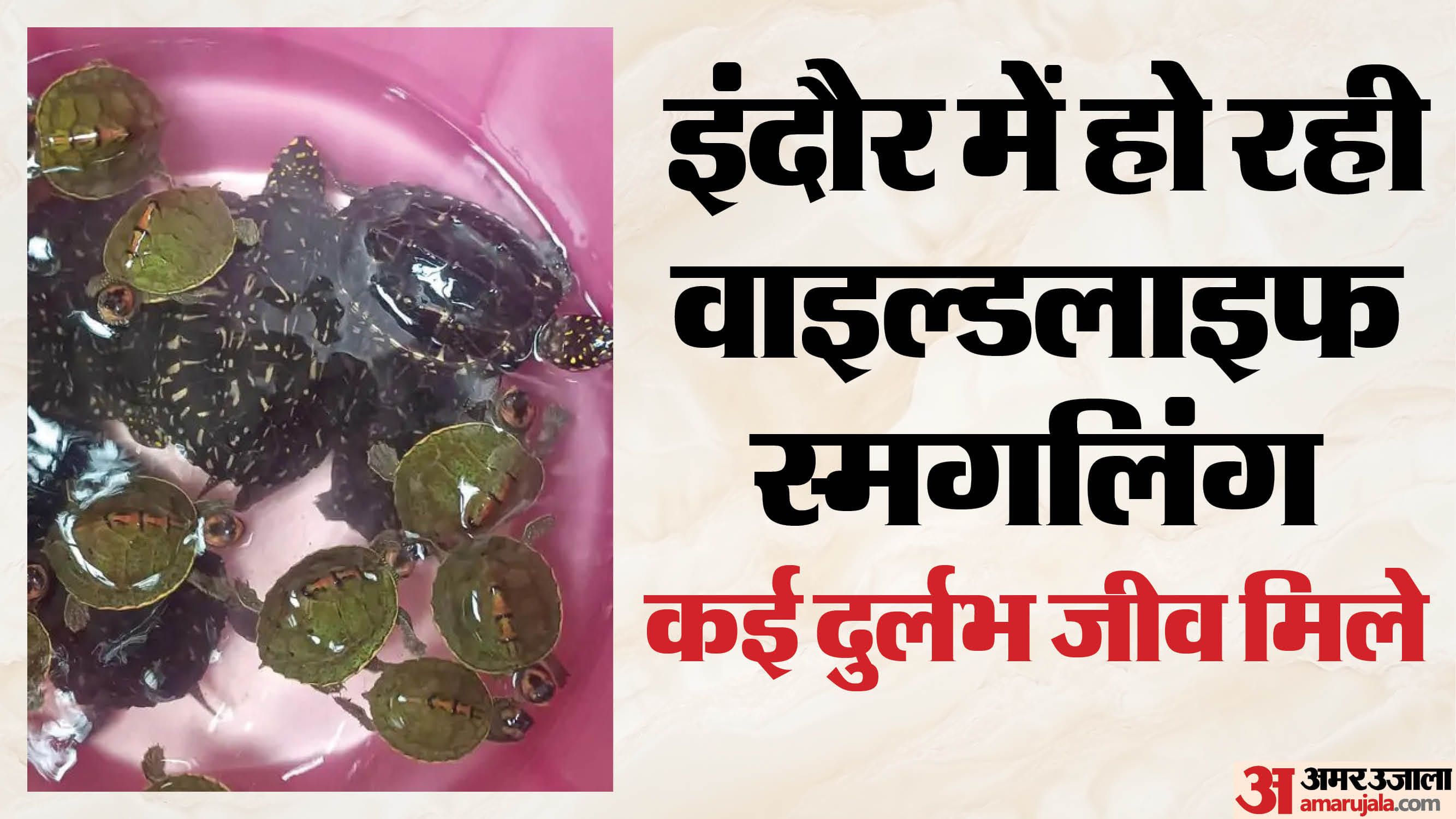 30 दुर्लभ कछुए मिले।