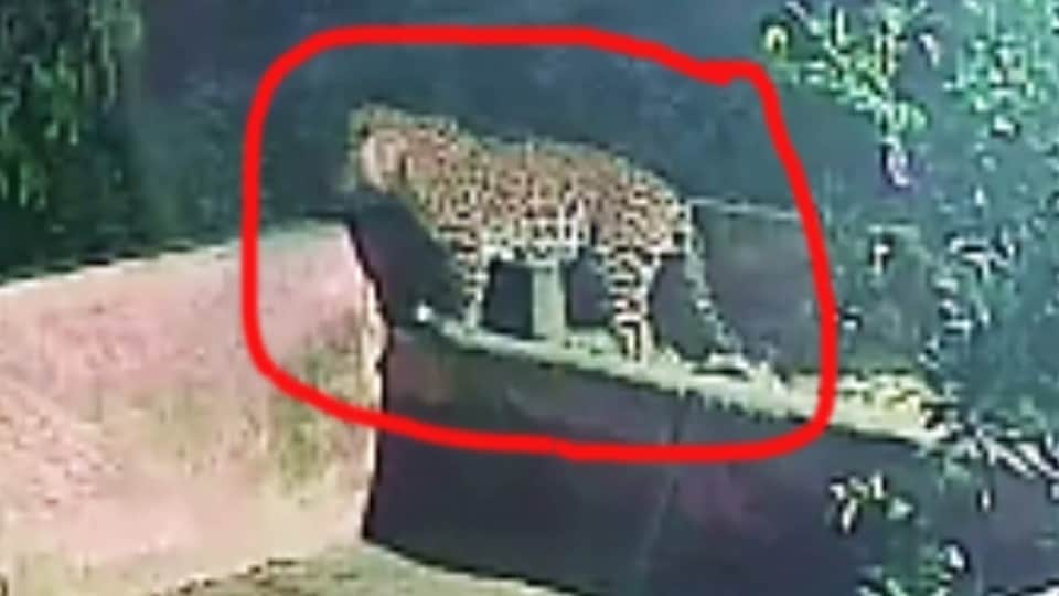 Moradabad: Leopard strays from fields onto the highway, halting traffic for half an hour