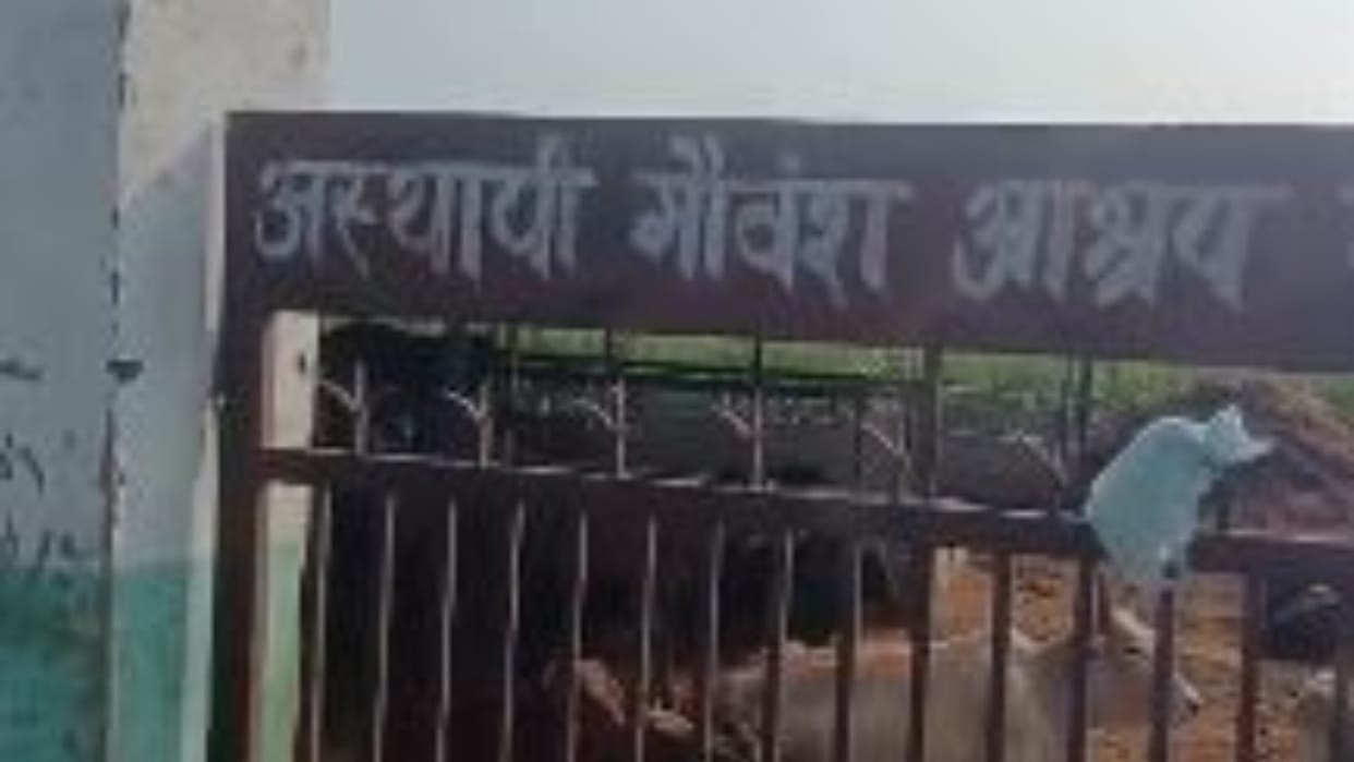 Three cattle die at a cowshed in Lakhimpur Kheri