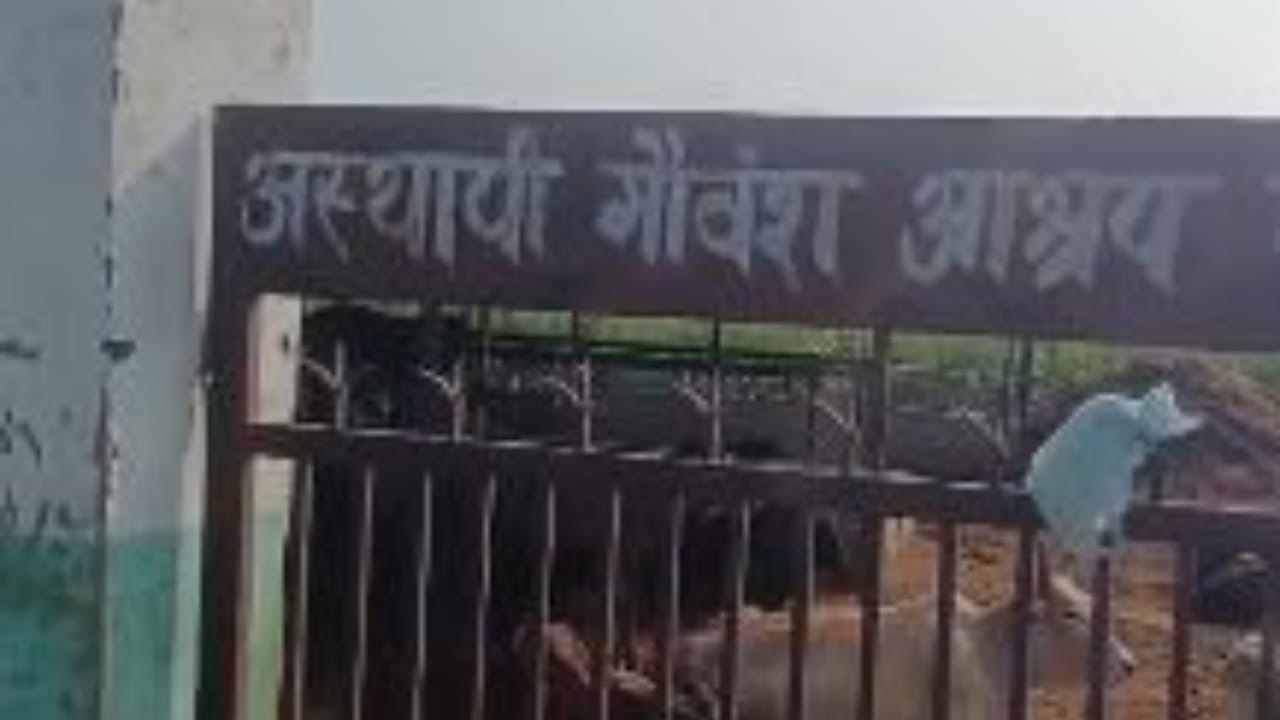 गोशाला में तीन पशुओं की मौत