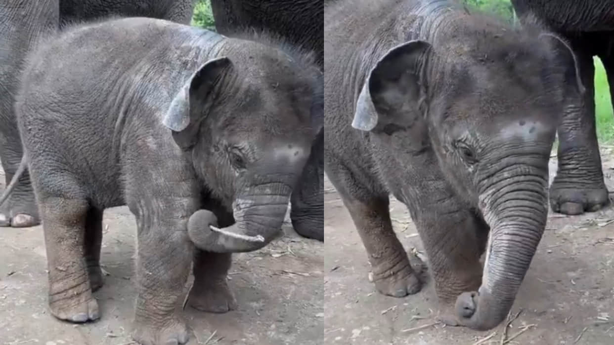 Baby elephant uses stick to scratch itch ifs officer also became fan and share video