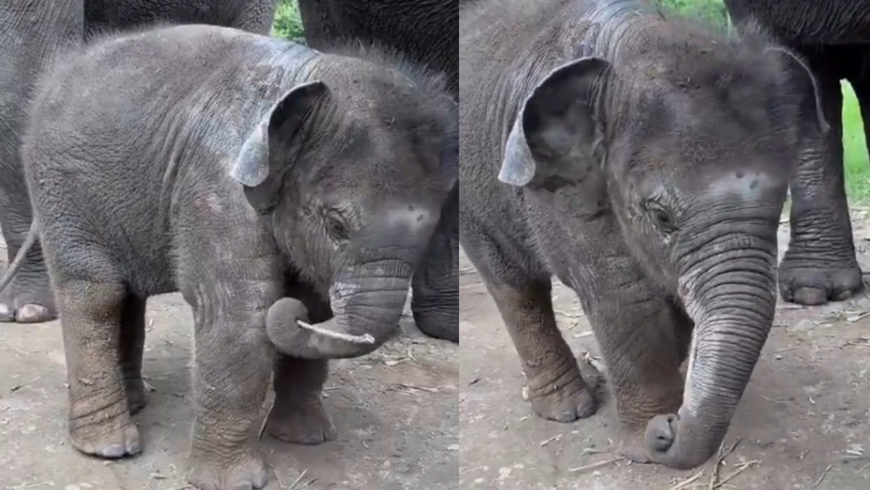 Baby elephant uses stick to scratch itch ifs officer also became fan and share video