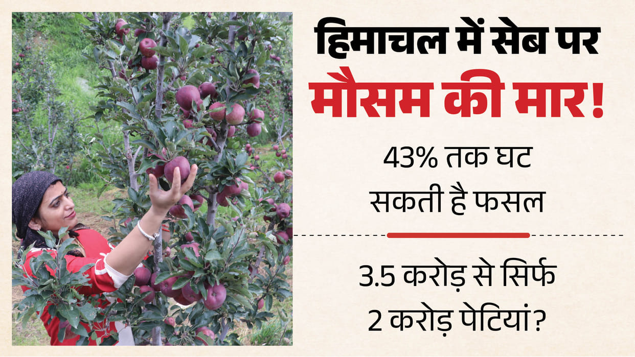 himachal apple production may fall 43 percent 2026