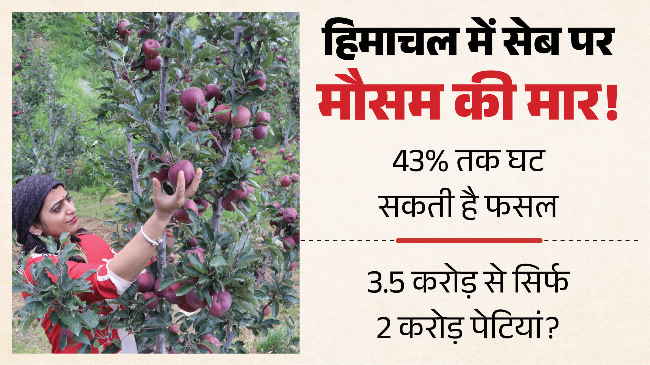 सेब तोड़ते बागवान।