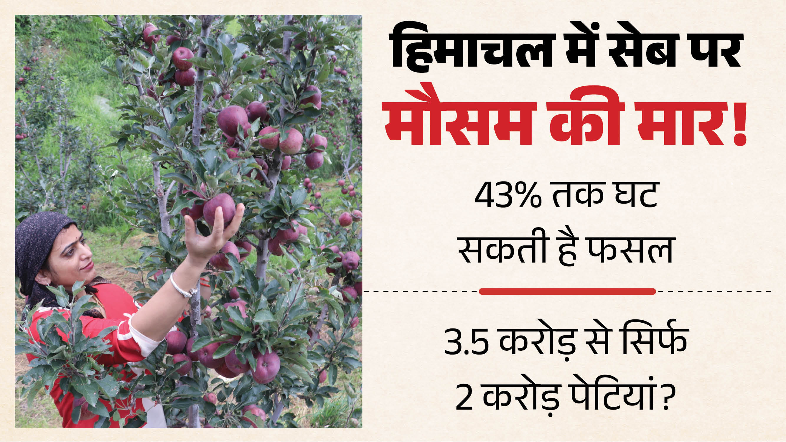सेब तोड़ते बागवान।