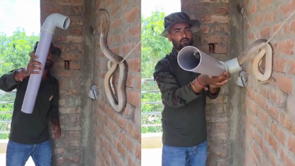 Man catches dangerous king cobra with pvc pipe video goes viral on internet