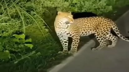तेंदुआ।