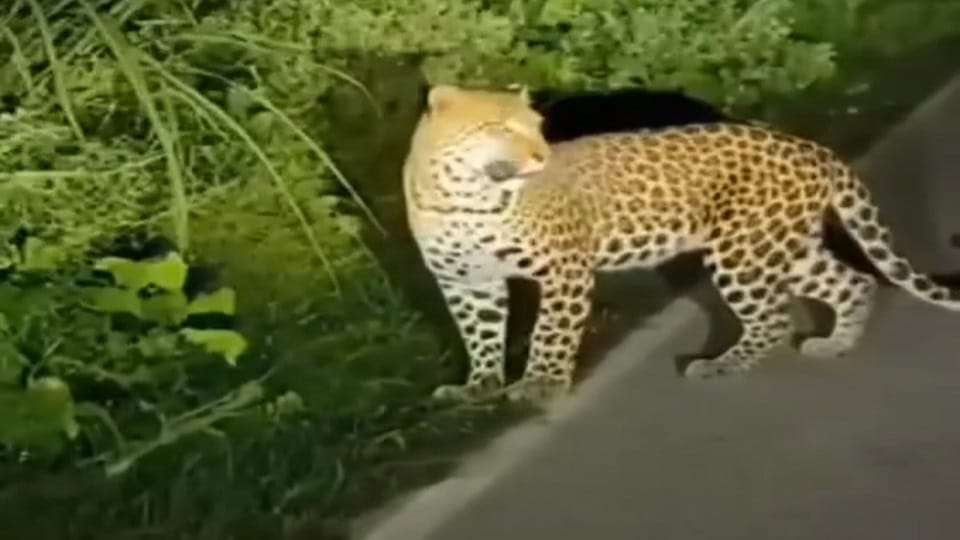 झाड़ियों के पास घूमता तेंदुआ।