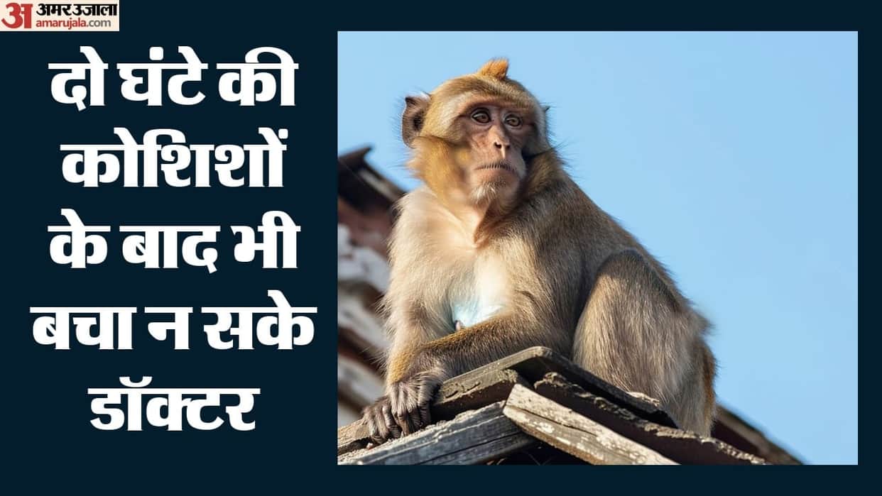 UP: Monkeys attack 10-year-old boy in Firozabad; child dies