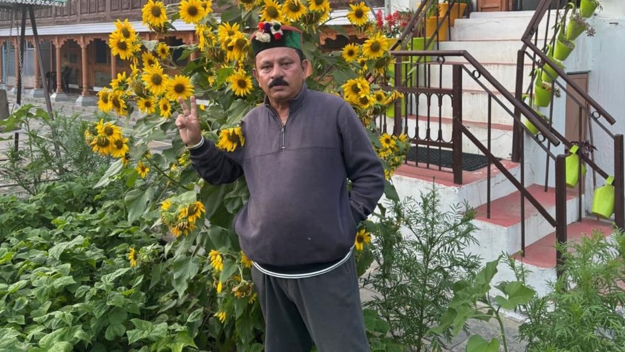 rohru shimla sunflower plant 200 flowers himachal horticulture