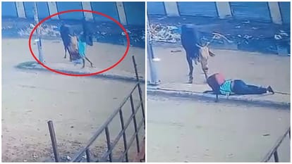 सांड के हमले में गंभीर घायल हुई छात्रा