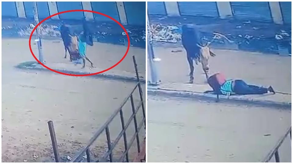 In Ambala Lalkurti a bull lifted a school-going girl five feet into the air video of the incident has surfaced