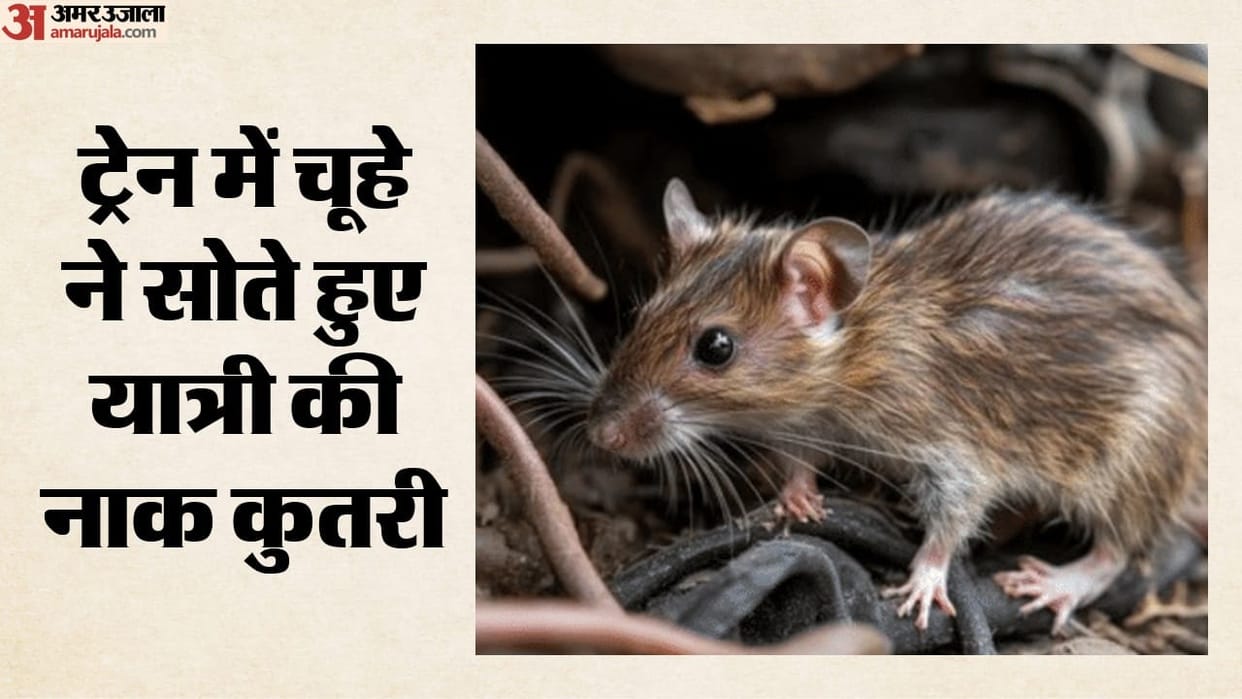 Indore News: Rat gnaws at the nose of an elderly passenger traveling from Chandigarh to Indore; he was taken t