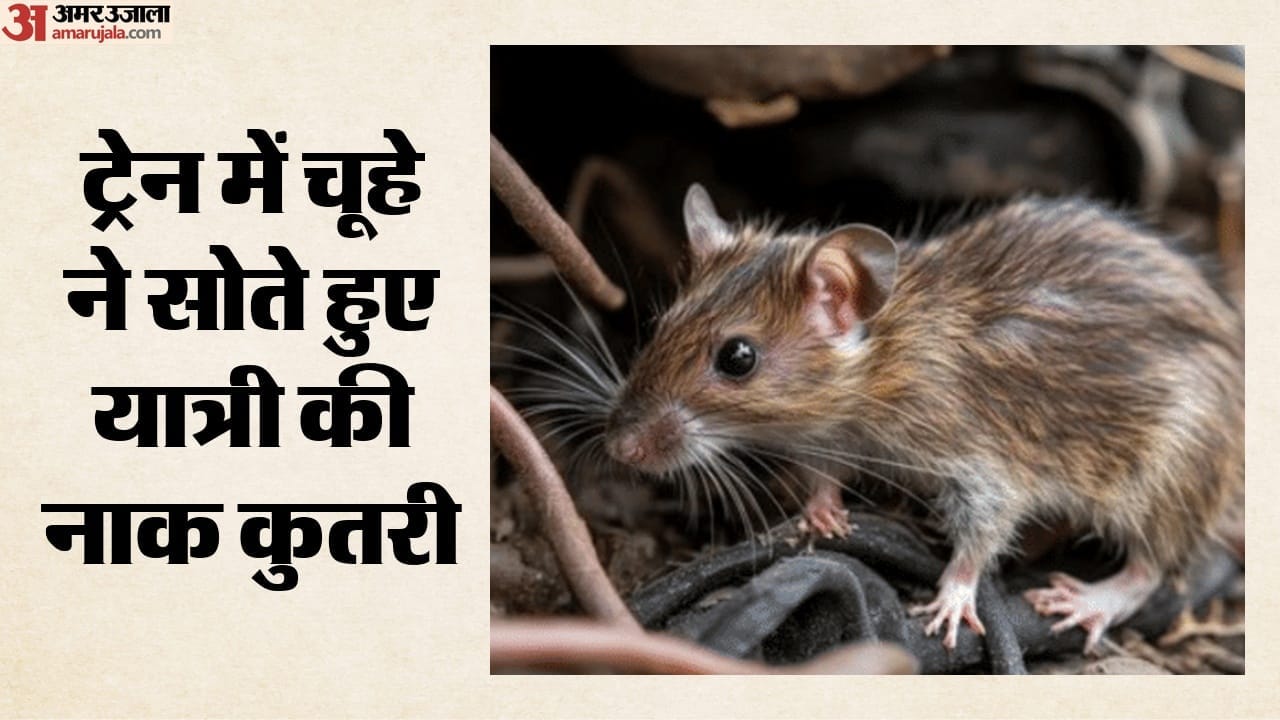 चूहे ने सोते हुए यात्री की नाक कुतरी