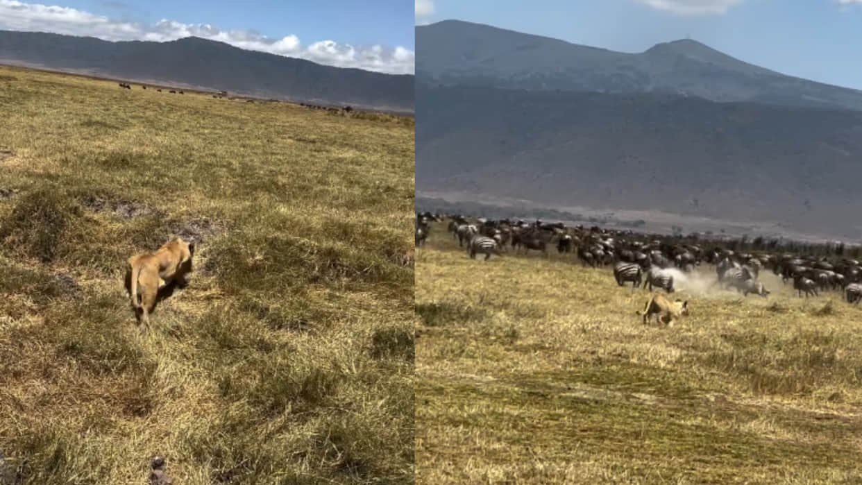 Lioness cleverly hunted among a herd of zebras attack and finish it video goes viral on internet