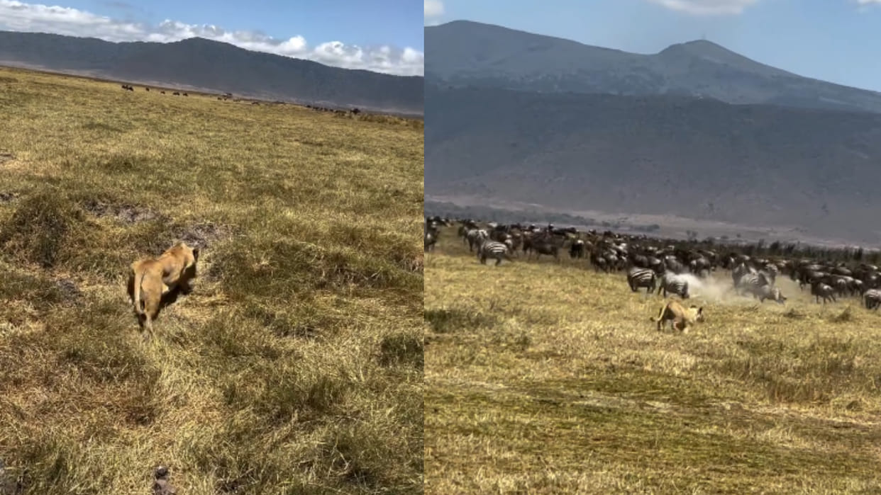 Lioness cleverly hunted among a herd of zebras attack and finish it video goes viral on internet