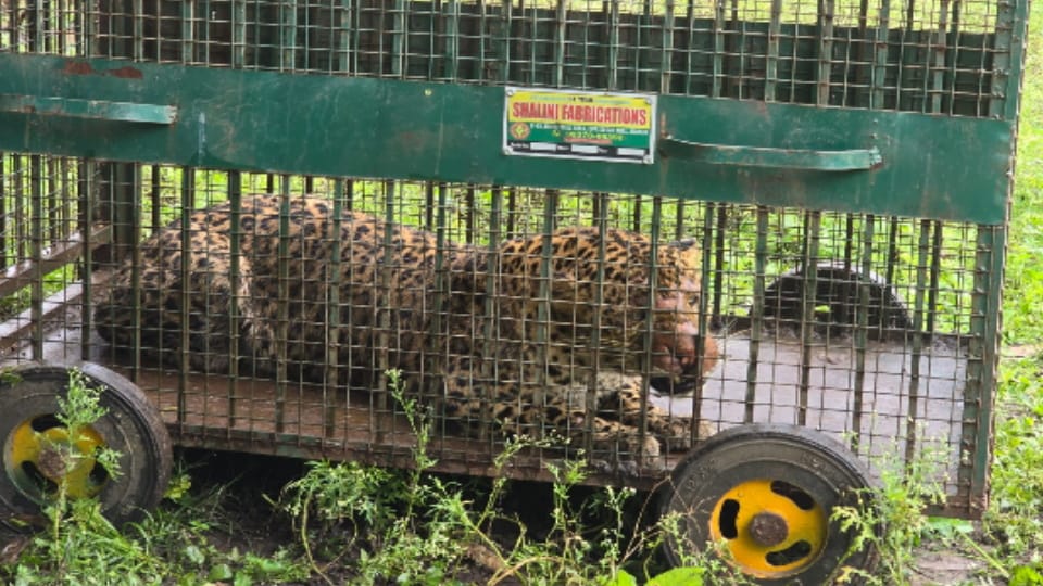 Bijnor: Seven-Year-Old Male Leopard Trapped in Cage, Villagers Get Relief