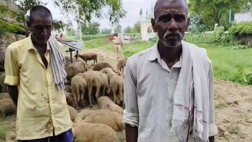 Leopard enters sheep enclosure at midnight in Balrampur 88 sheep die in ensuing stampede 13 injured