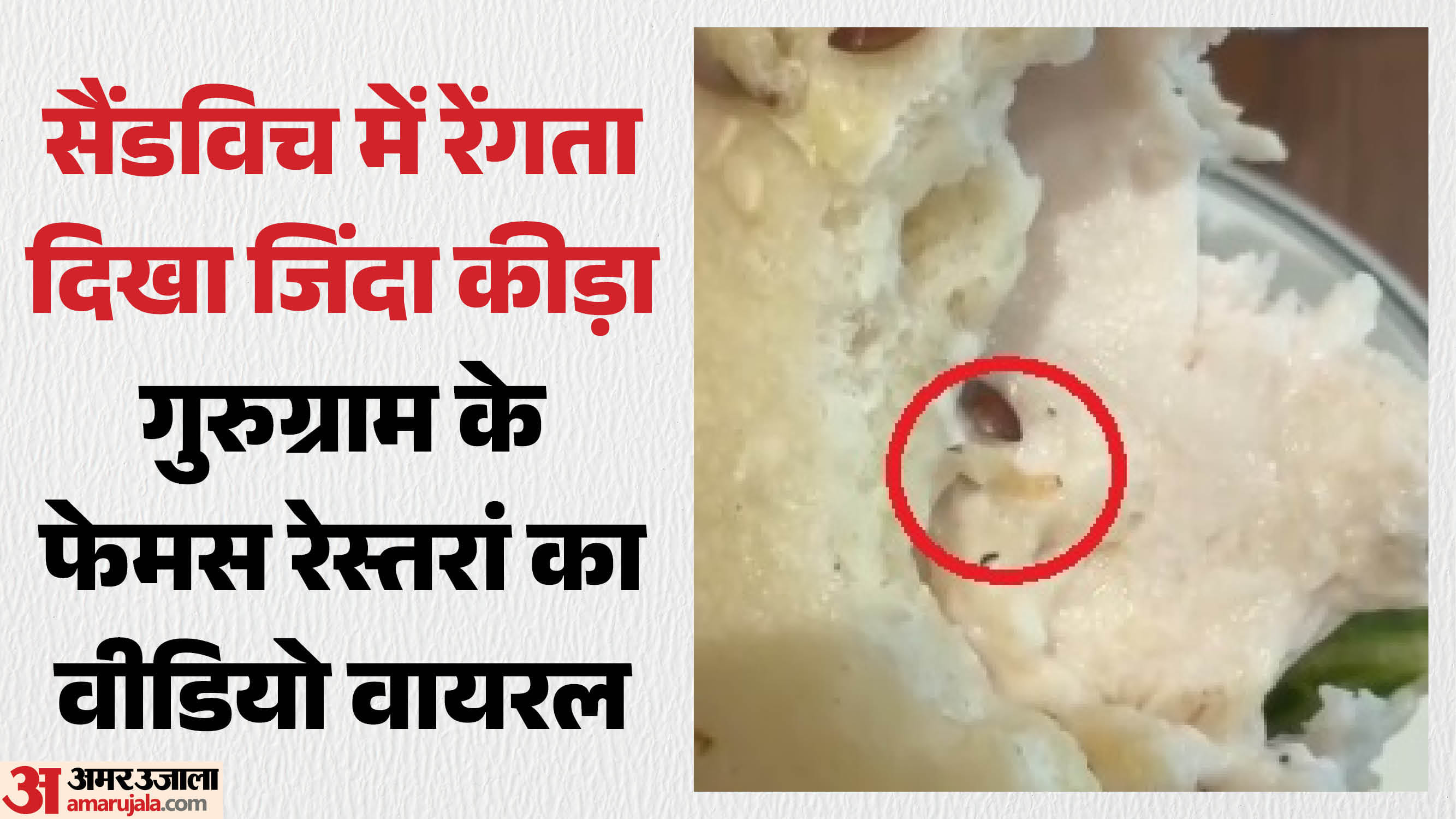 सैंडविच में जिंदा कीड़ा रेंगता दिखा