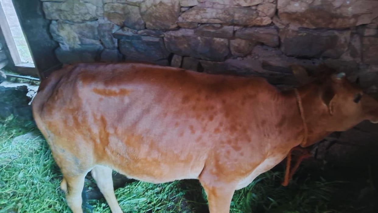 lumpy skin disease himachal solan sirmaur cases