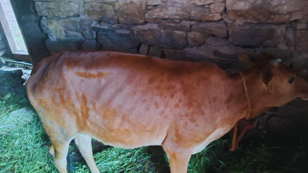 धारटीधार के एक गांव में गोवंश में मिले लंपी वायरस के लक्षण।