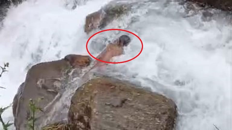 उफनते नाले में बहने से बुजुर्ग की मौत