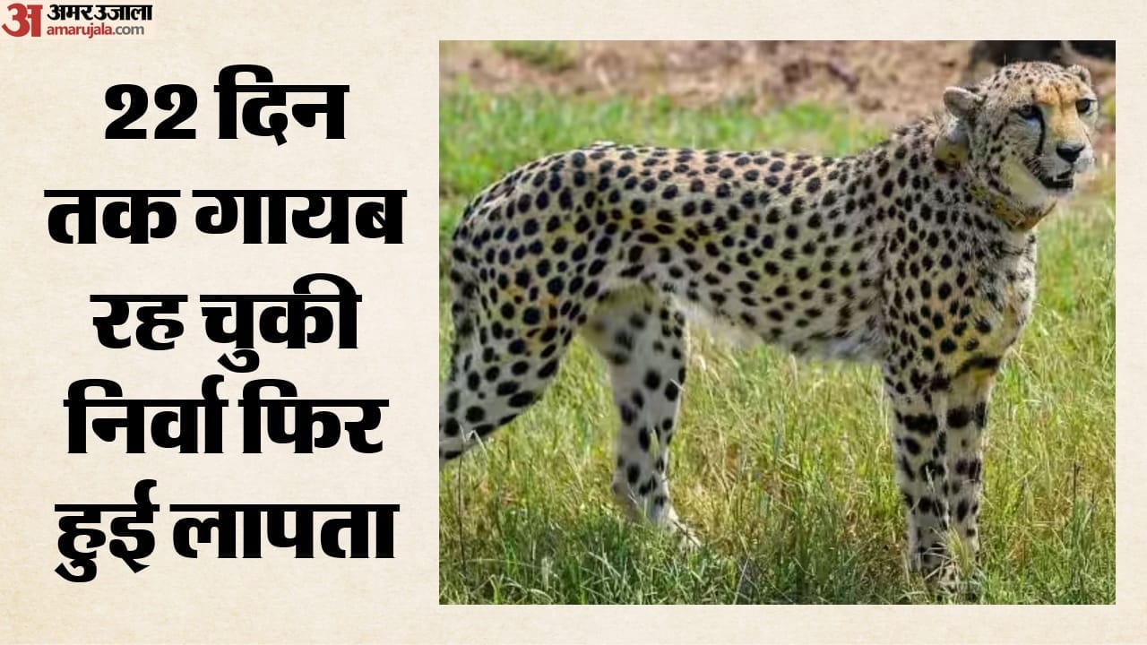 22 दिन तक गायब रह चुकी निर्वा फिर हुई लापता