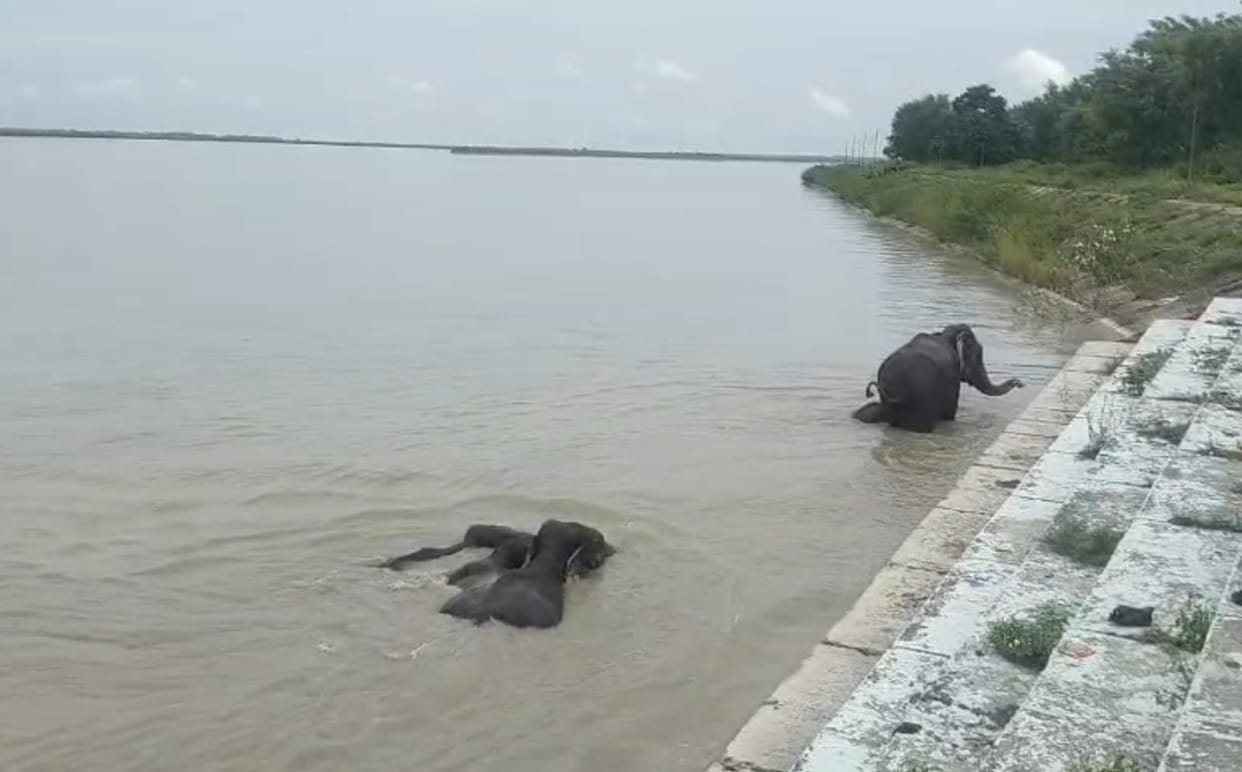 Bahraich: A family of elephants trapped between life and death in the raging currents of the Ghaghara River