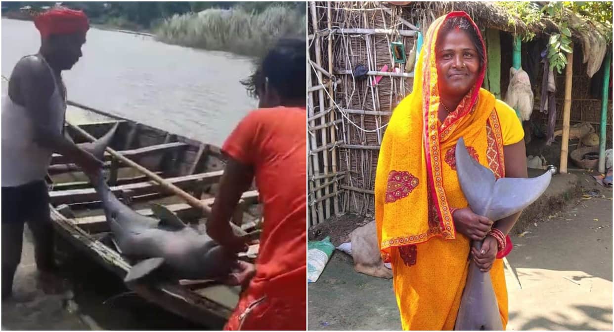 saharsa gangetic dolphin illegal hunting kosi river fisherman viral video forest department case
