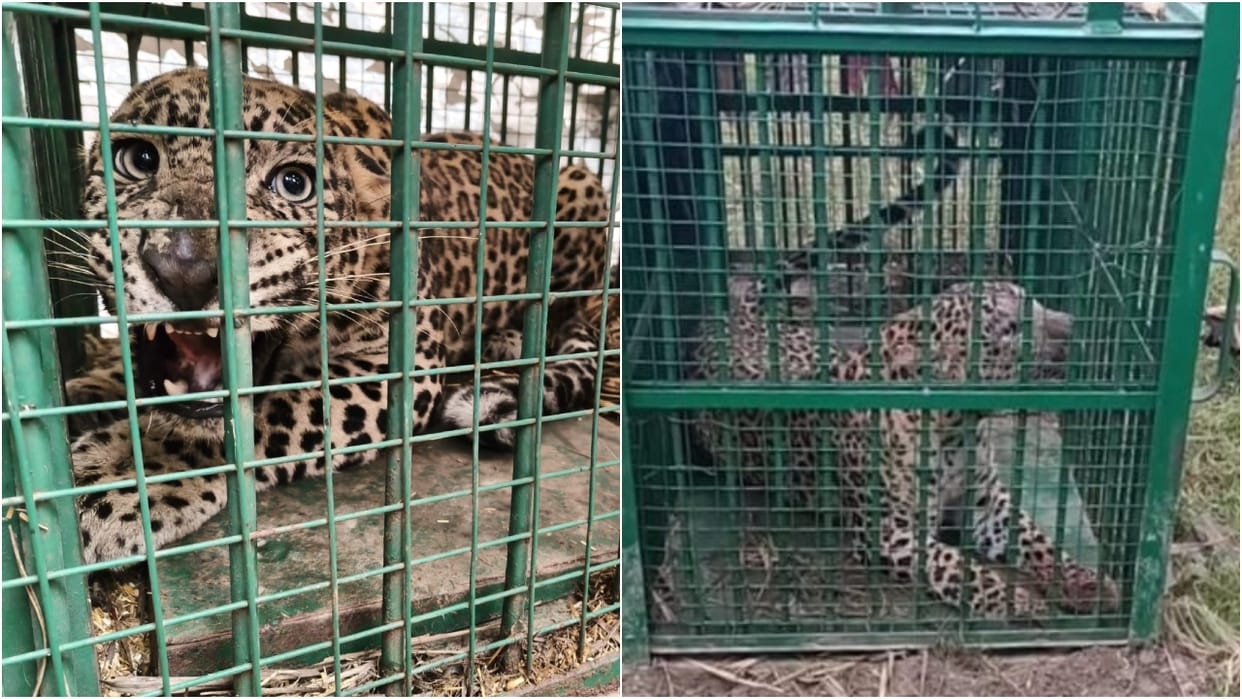 Two leopards captured in forest department cages in Lakhimpur kheri