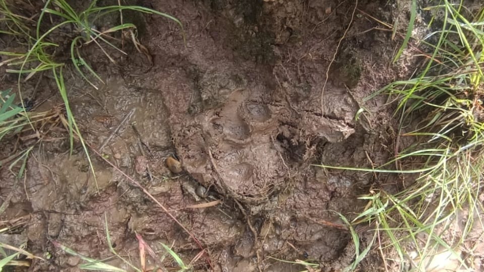 Panic in Nayagaon Pugmarks of tiger like animal spotted near Padchh Dam Forest Department