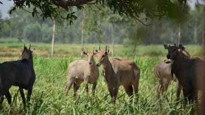 नीलगाय